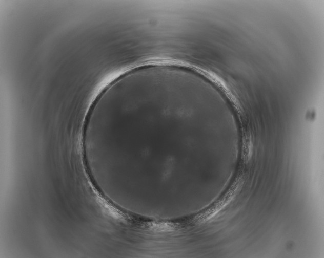 X0000096161231200801251120