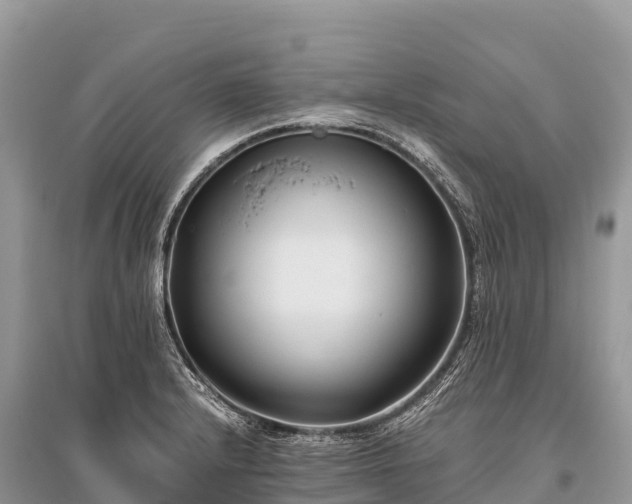 X0000096161232200801251120