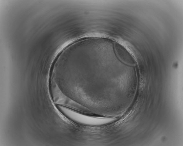 X0000096161237200801251120