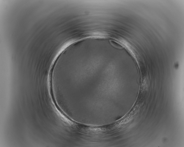 X0000096161243200801251120