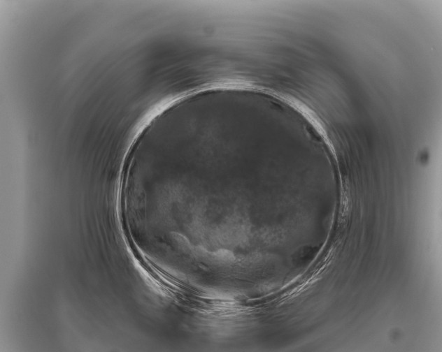 X0000096161245200801251120