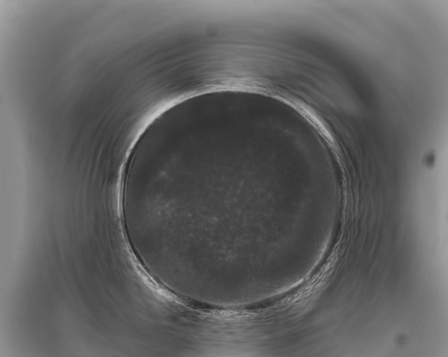 X0000096161246200801251120