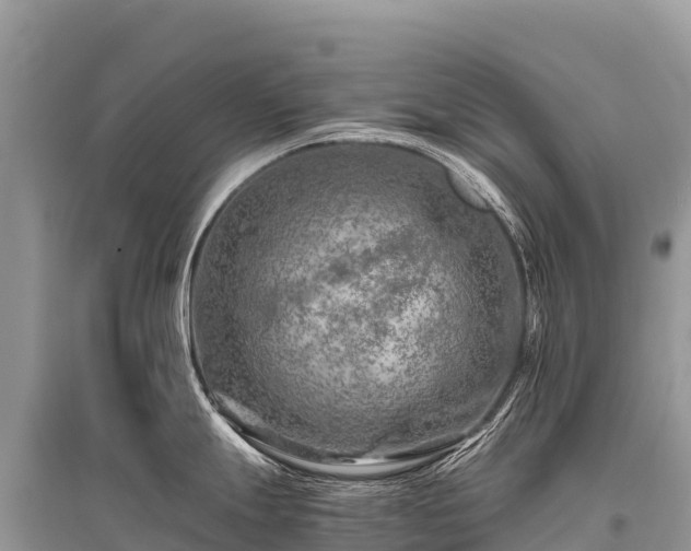 X0000096161247200801251120