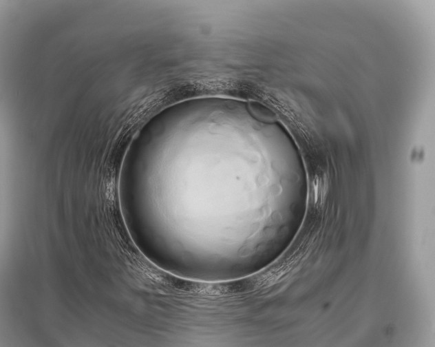 X0000096161251200801251119