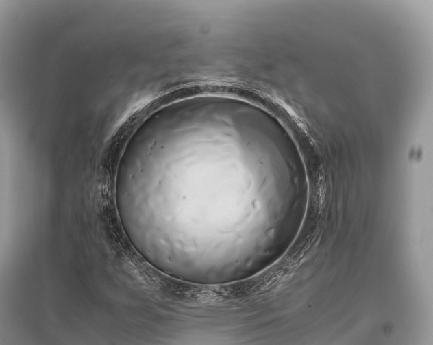 X0000096161255200801251119