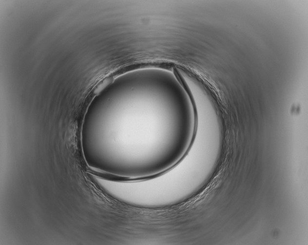 X0000096161265200801251119