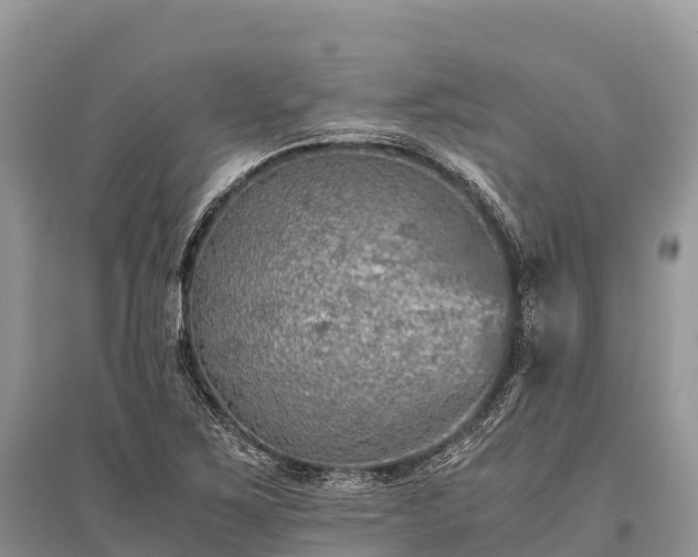 X0000096161267200801251119