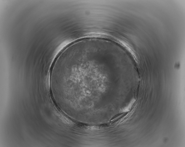 X0000096161275200801251119