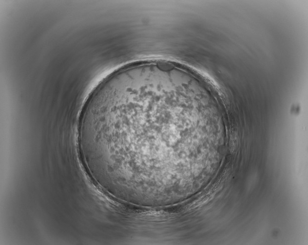 X0000096161279200801251119