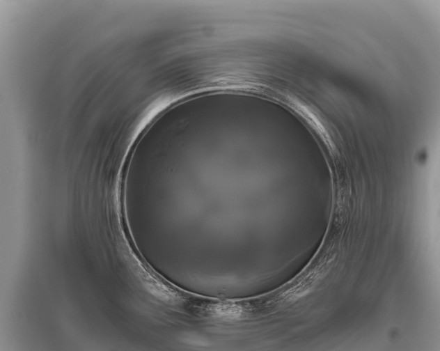 X0000096161291200801251119