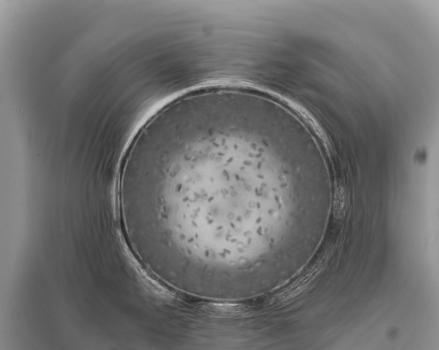 X0000096161295200801251119