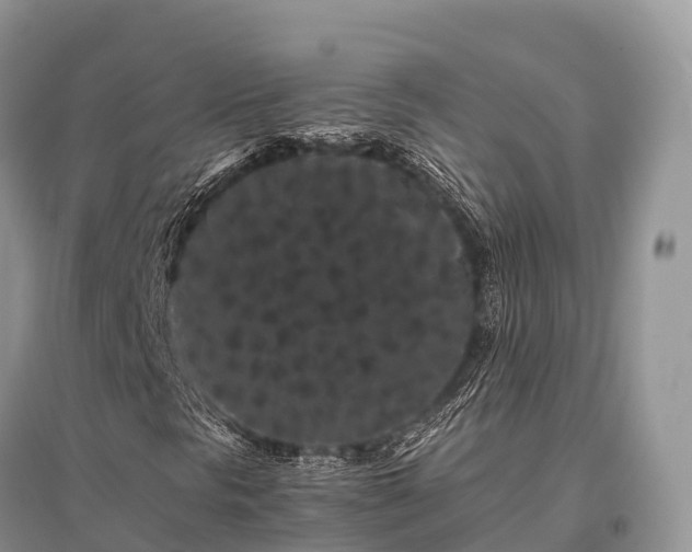 X0000096161297200801251118