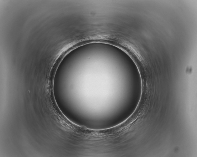 X0000096161308200801251118
