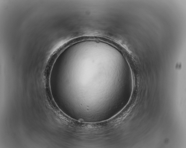 X0000096161311200801251118