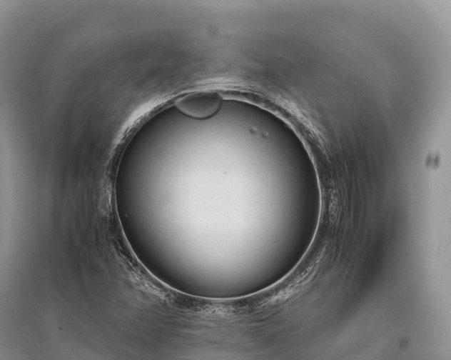 X0000096161358200801251118