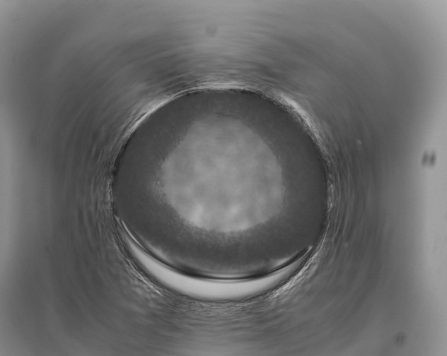 X0000096161361200801251118