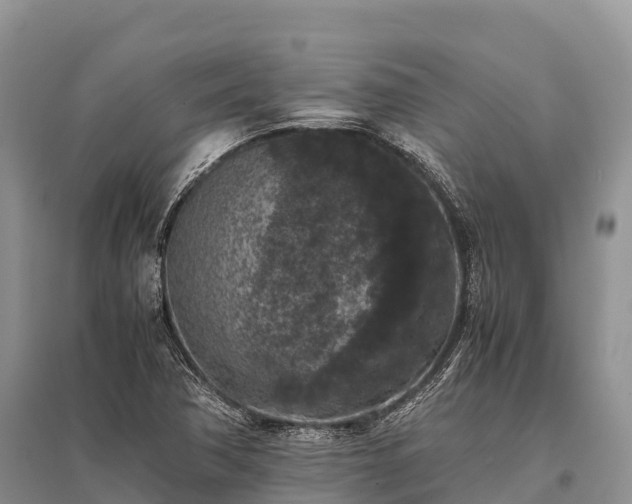 X0000096161362200801251118