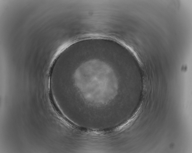 X0000096161365200801251118
