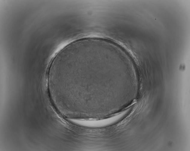 X0000096161367200801251118