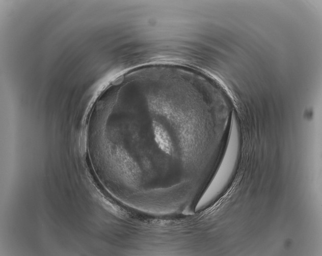 X0000096161371200801251118