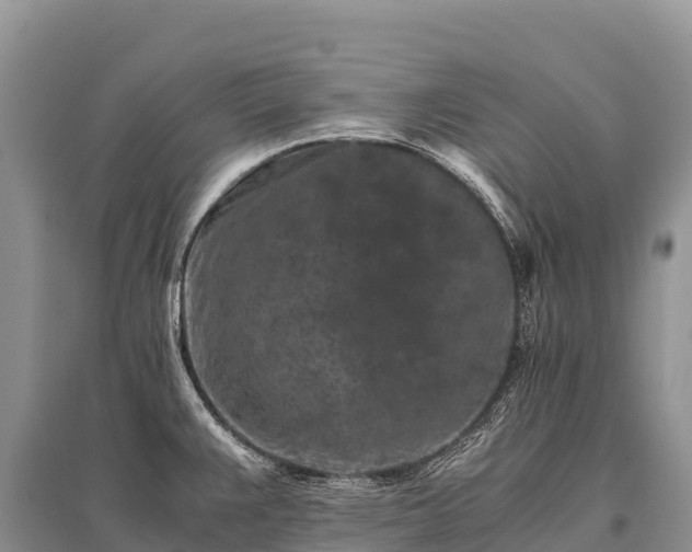 X0000096161383200801251118