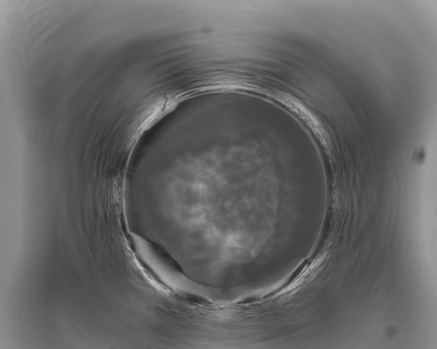 X0000096161385200801251118