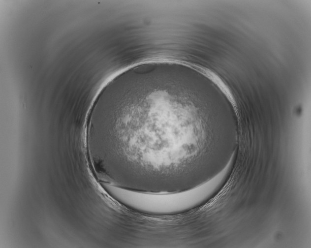 X0000096161388200801251118