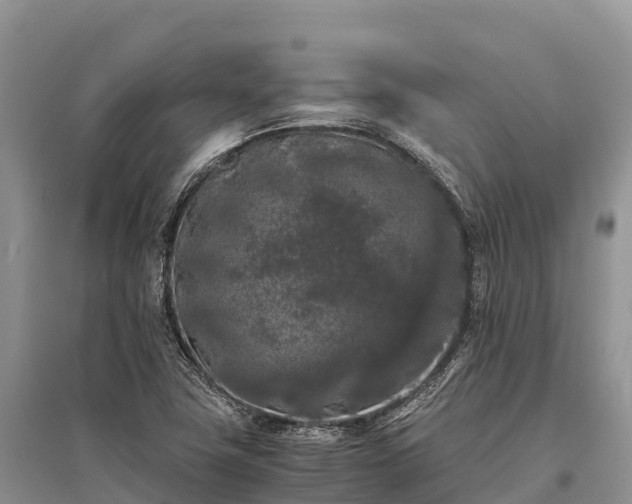 X0000096161411200801251117