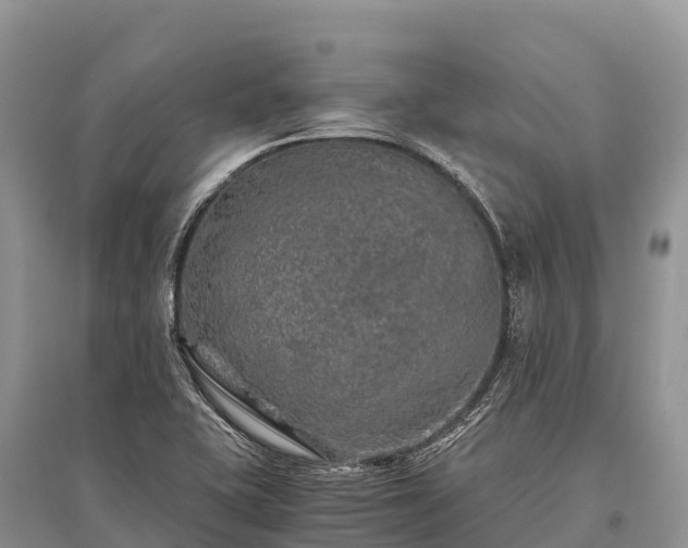 X0000096161415200801251117