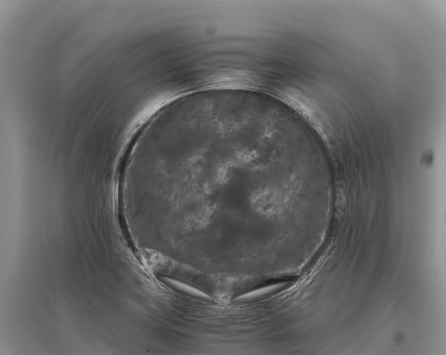 X0000096161419200801251117
