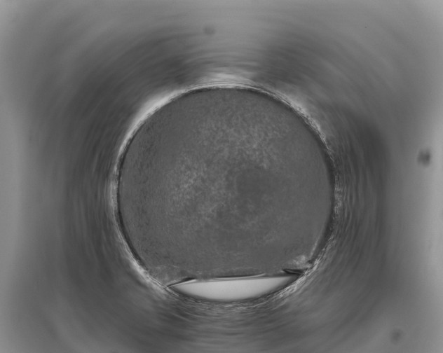 X0000096161421200801251117