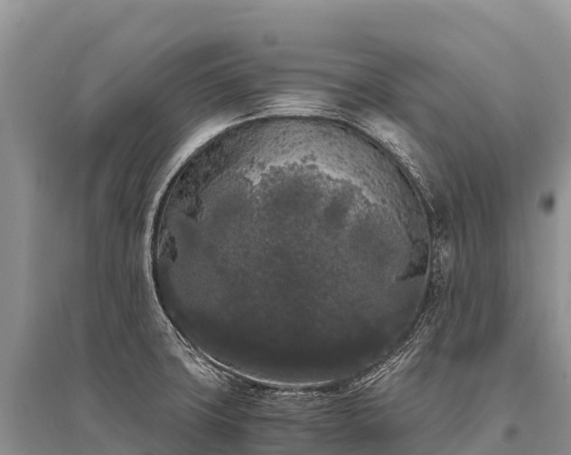 X0000096161427200801251117