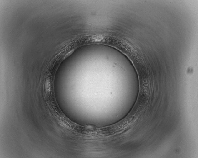 X0000096161442200801251117