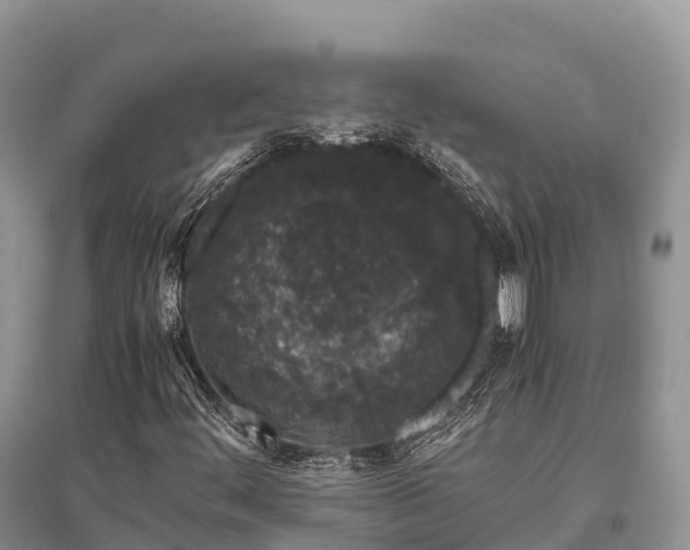 X0000096161444200801251117