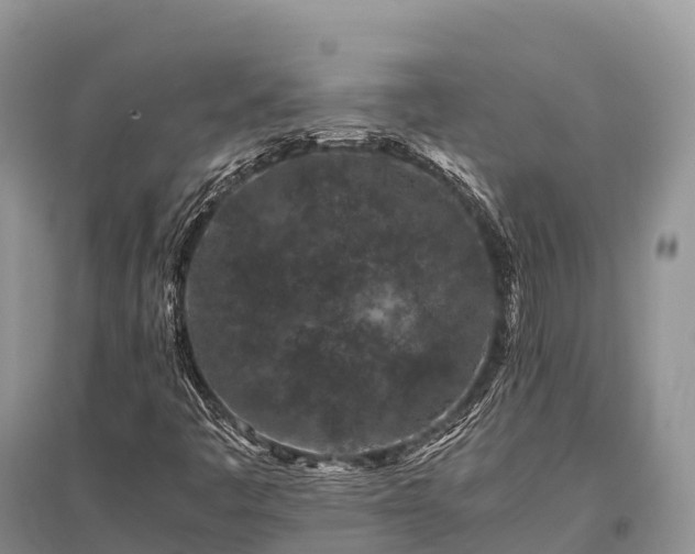 X0000096161445200801251117