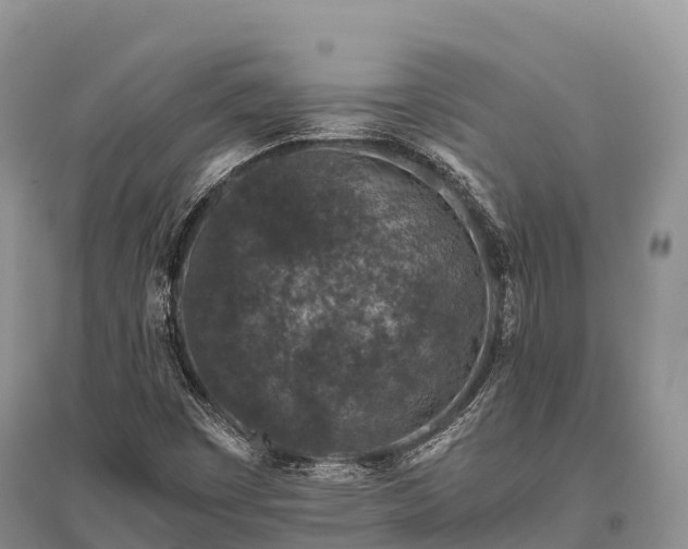 X0000096161449200801251117