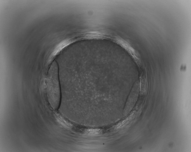 X0000096161453200801251117