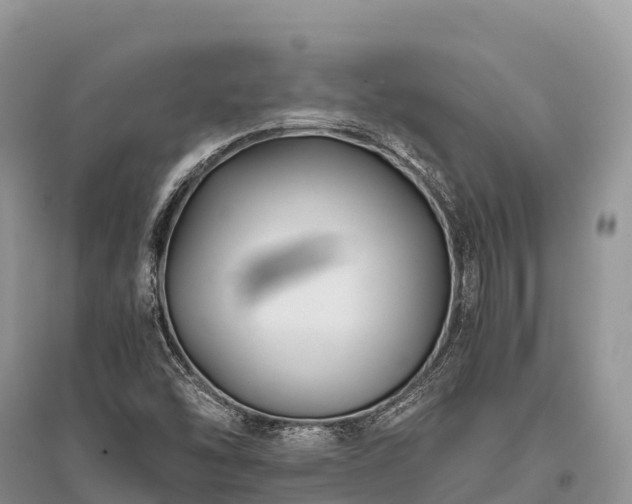 X0000096161454200801251117