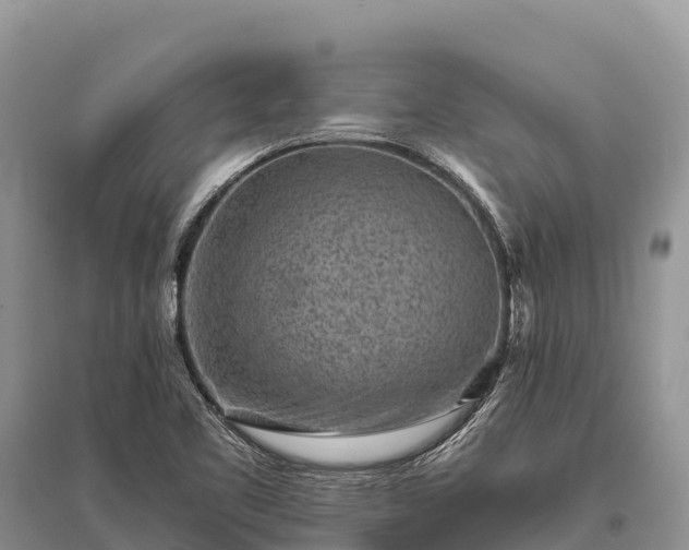 X0000096161461200801251117