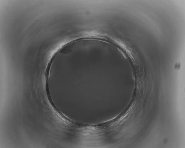 X0000096161463200801251117