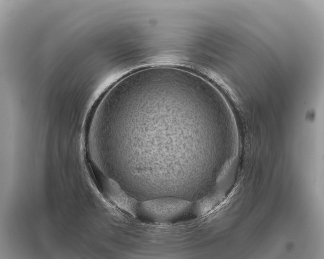 X0000096161469200801251116