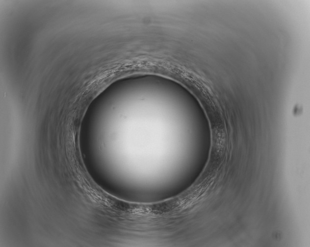 X0000096161489200801251115