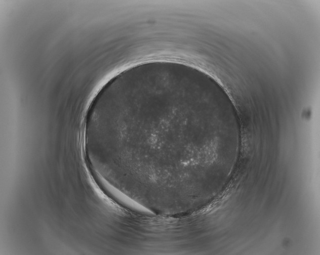 X0000096161515200801251116