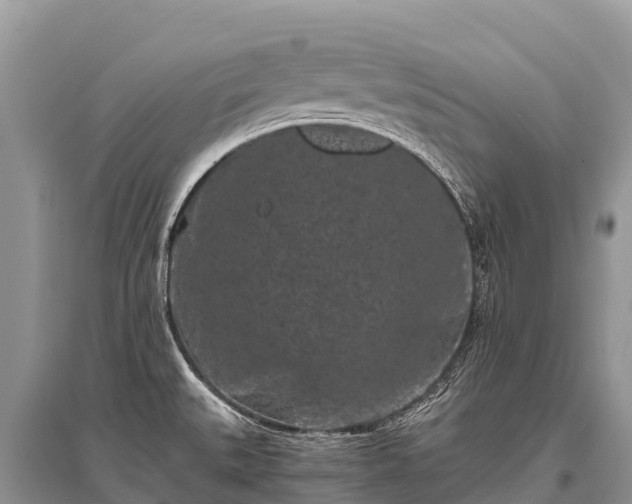 X0000096161527200801251116