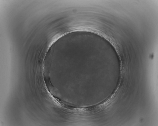 X0000096161529200801251116