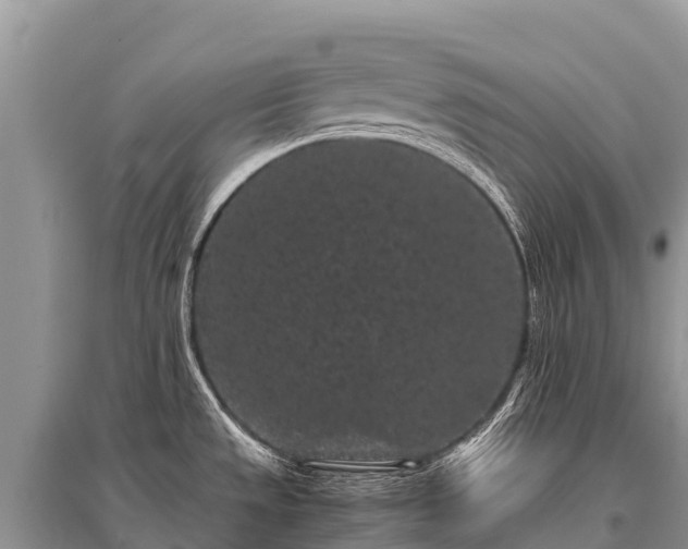 X0000096161533200801251116