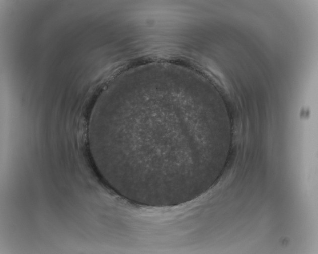 X0000096160029200802011306