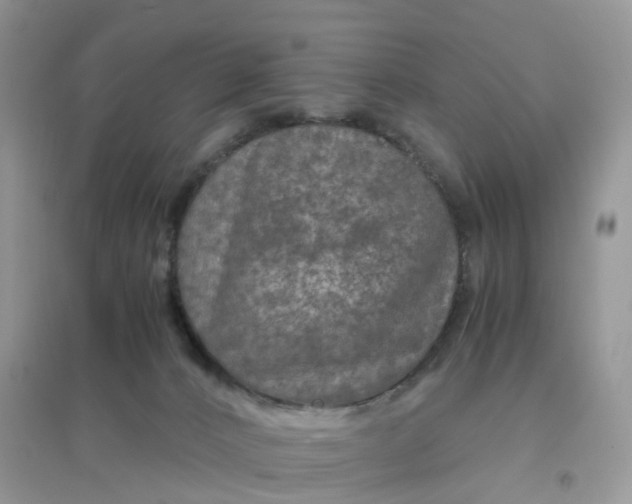 X0000096160032200802011306