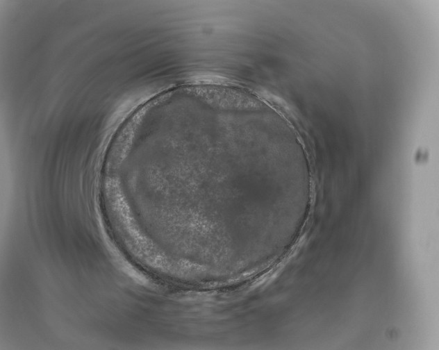 X0000096160049200802011305