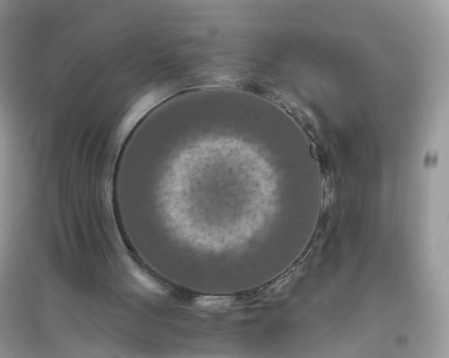 X0000096160051200802011305